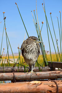 Close-up of bird perching on railing