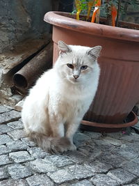 Cat sitting on floor