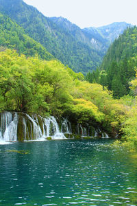 Scenic view of waterfall in forest