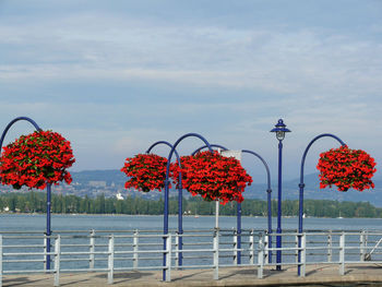 Red flowering plants by swimming pool against sky