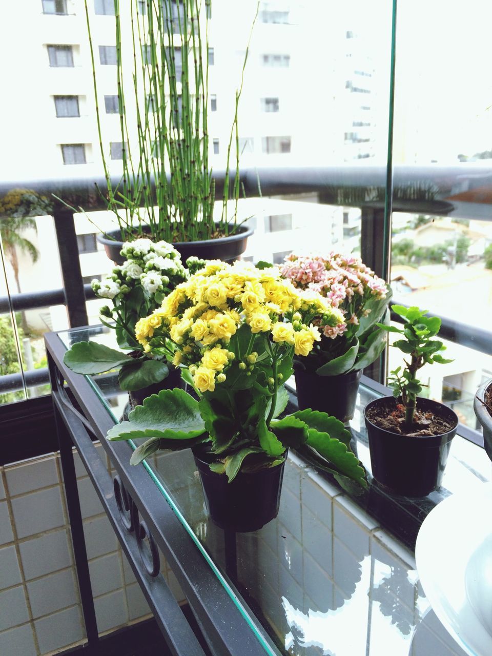 potted plant, flower, indoors, window, growth, plant, freshness, glass - material, table, architecture, balcony, built structure, chair, flower pot, vase, transparent, building exterior, leaf, day, fragility