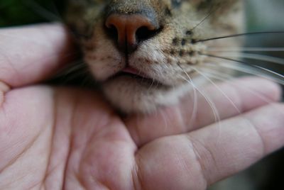 Close-up of hand holding cat