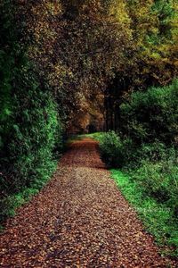 Narrow pathway along trees