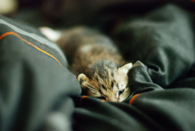 Close-up of cat sleeping on bed