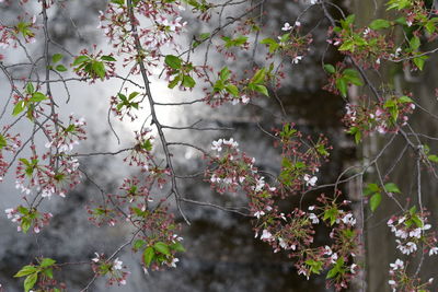 Close-up of flowering plant against tree