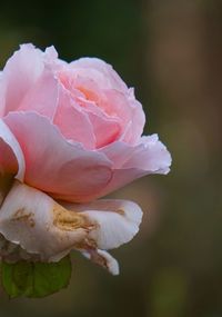 Close-up of pink rose blooming outdoors