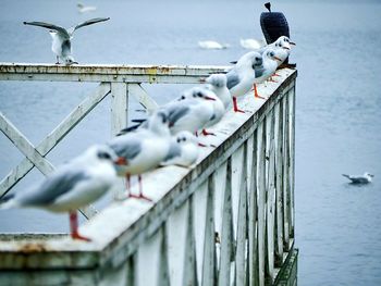 Seagull perching on boat in sea