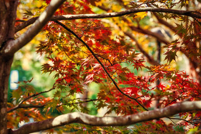 Low angle view of maple tree