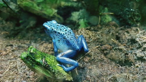 Blue poison arrow frog on field