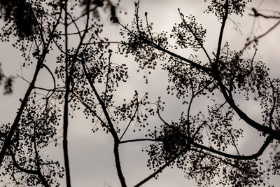 Low angle view of tree against clear sky