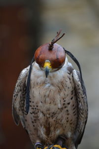 Close-up of owl perching outdoors