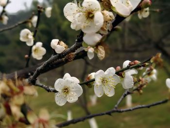 Close-up of white cherry blossom tree