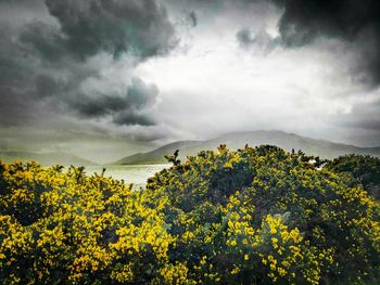 Scenic view of yellow flowering plants against sky