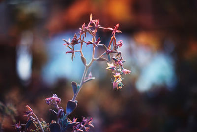 Close-up of flowering plant