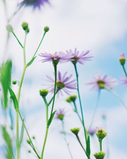 Close-up of fresh flowers blooming against sky