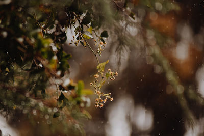 Close-up of raindrops on tree