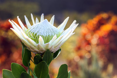 Close-up of flower blooming outdoors