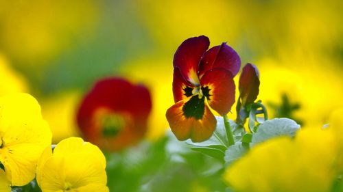 Close-up of yellow flowering plant