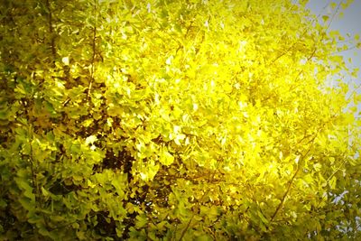 Full frame shot of yellow leaves