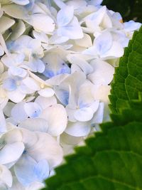Close-up of white hydrangea blooming outdoors