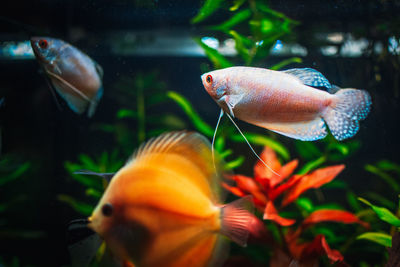 Close-up of fish swimming in aquarium