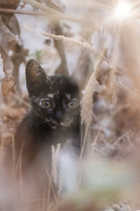 Close-up of cat