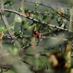 Close-up of red berries growing on tree