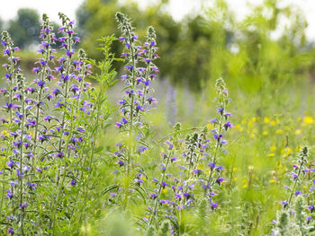 Close-up of purple flowering plants on field