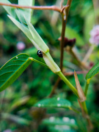 Close-up of insect on plant