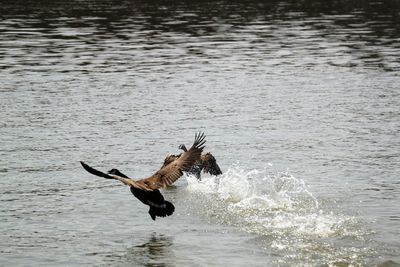 Bird flying over lake