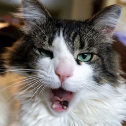 Close-up portrait of cat