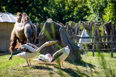 View of birds on field