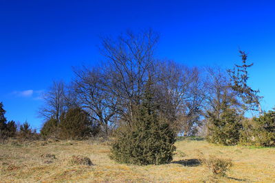 Bare trees on field against clear blue sky