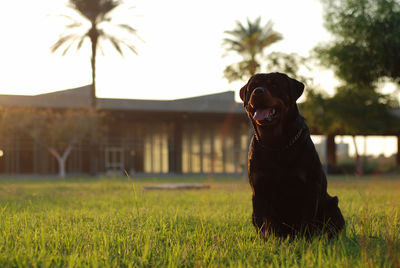 Portrait of rottweiler on field