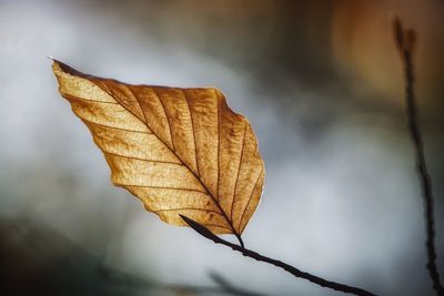 Close-up of dry maple leaf against blurred background