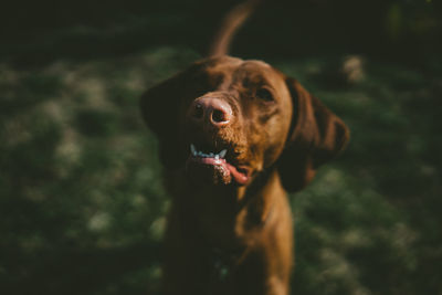 Close-up of dog outdoors