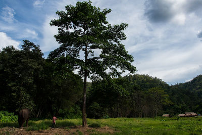 Man with elephant against trees