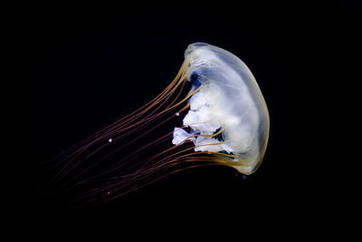 Close-up of jellyfish swimming in aquarium