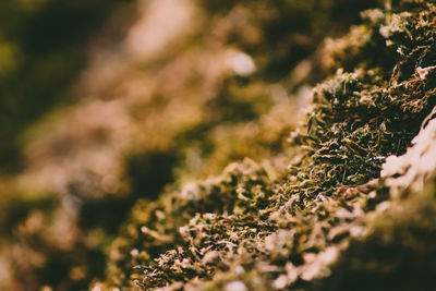 Close-up of moss growing on rock