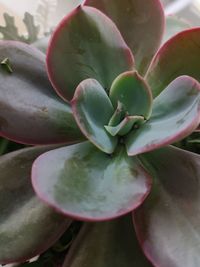 Close-up of succulent plant