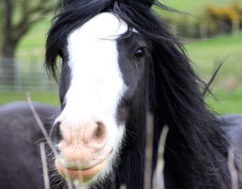 Close-up portrait of horse