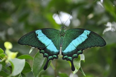 Close-up of butterfly perching on leaf