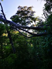 Low angle view of tree against sky