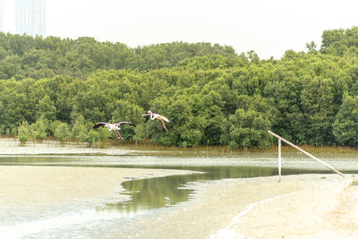 Birds flying over lake against trees