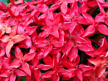Full frame shot of red flowering plants