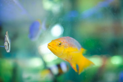 Close-up of fish swimming in sea