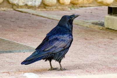 Close-up of bird perching on retaining wall