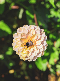 Close-up of bee pollinating on flower