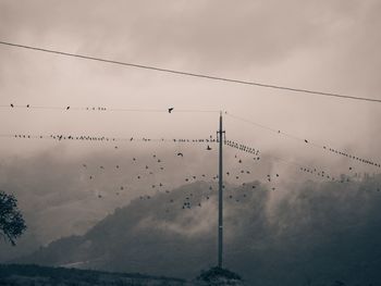 Low angle view of birds flying against sky during foggy weather