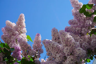 Low angle view of cherry blossoms against blue sky